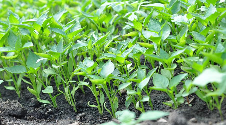 Сладкий перец: от посева на рассаду семян до высадки в огород здоровой и крепкой рассады