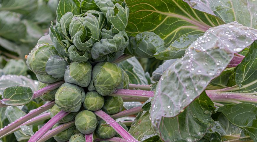 12 лучших овощей с высоким содержанием белка, как выращивать и использовать