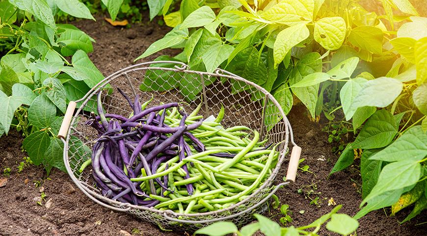 12 лучших овощей с высоким содержанием белка, как выращивать и использовать