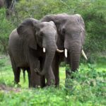 57416 Биологи обнаружили связь между вымиранием слонов и глобальным потеплением