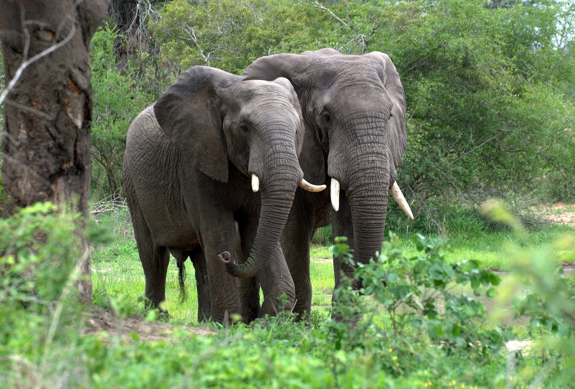 57416 Биологи обнаружили связь между вымиранием слонов и глобальным потеплением