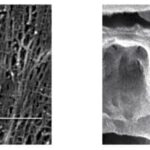 57476 Биологи определили строение «мускулов», которые сворачивают листья мимозы