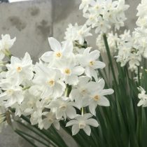 Нарцисс бумаговидный сорта «Зива» (Narcissus papyraceus 'Ziva')