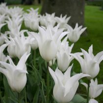 Лилиецветный сорт «Трес Чик» (Tulipa 'Tres Chic') – неприхотлив и станет вашей раннецветущей лилией