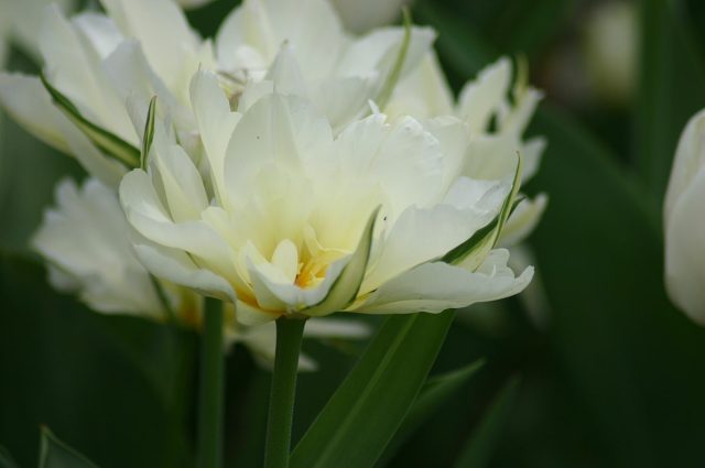 Ранний махровый сорт «Мондиаль» (Tulipa 'Mondial') пленит своей нежностью, легким ароматом и долгим цветением