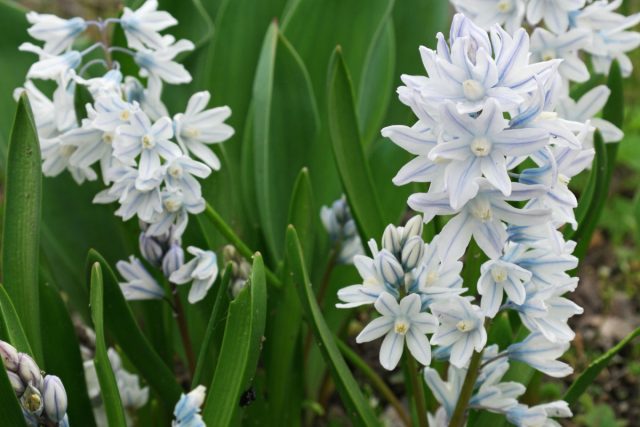Пушкиния сорта «Альба» (Puschkinia scilloides 'Alba') станет привлекательным дополнением к смешанным посадкам с более поздними сроками цветения
