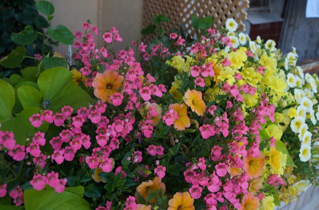 Диасции очень хорошие компаньоны для большинства однолетних цветов, особенно с крупными цветками. Очень эффектно диасция смотрится с петунией, калибрахоа, львиным зевом, а также с декоративнолиственными растениями
