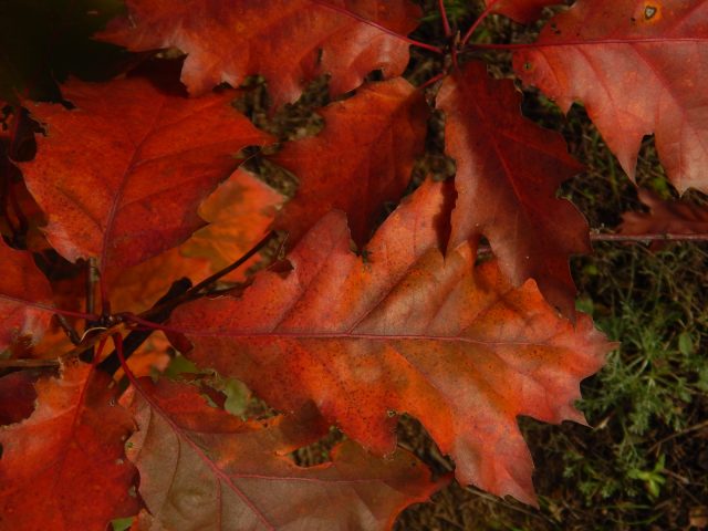 Тонкие блестящие листья красного дуба симметрично разбиты на 4-5 заостренных лопасти. На этапе раскрытия они красного цвета. А затем приобретают летний темно-зеленый оттенок.