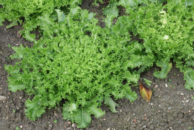 Род Цикорий (Cichorium) тоже из семейства астровые, в качестве салатной культуры подарил нам эндивий (Cichorium endivia), эскариол и витлуф