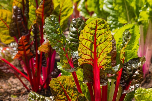 Разбираемся в листовых овощах — какие бывают и чем полезны?