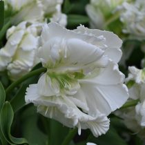 Цветы сорта «Вайт Ребел» (Tulipa 'White Rebel') будто сошли с картины эпохи Барокко