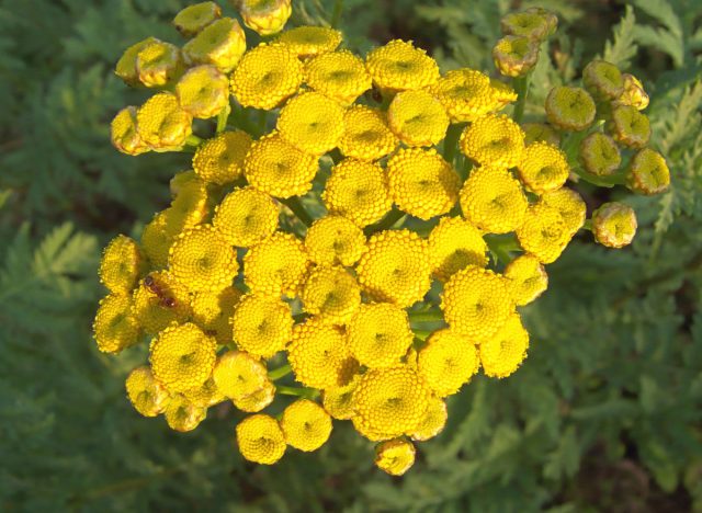 Самый типовой вид рода - пижма обыкновенная (Tanacetum vulgare), то самое, знакомое многим с детства высокорослое многолетнее растение с зонтиками жёлтых цветочков - таблеток