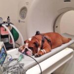 57536 Ученые назвали породы собак, которые раньше других заболевают раком