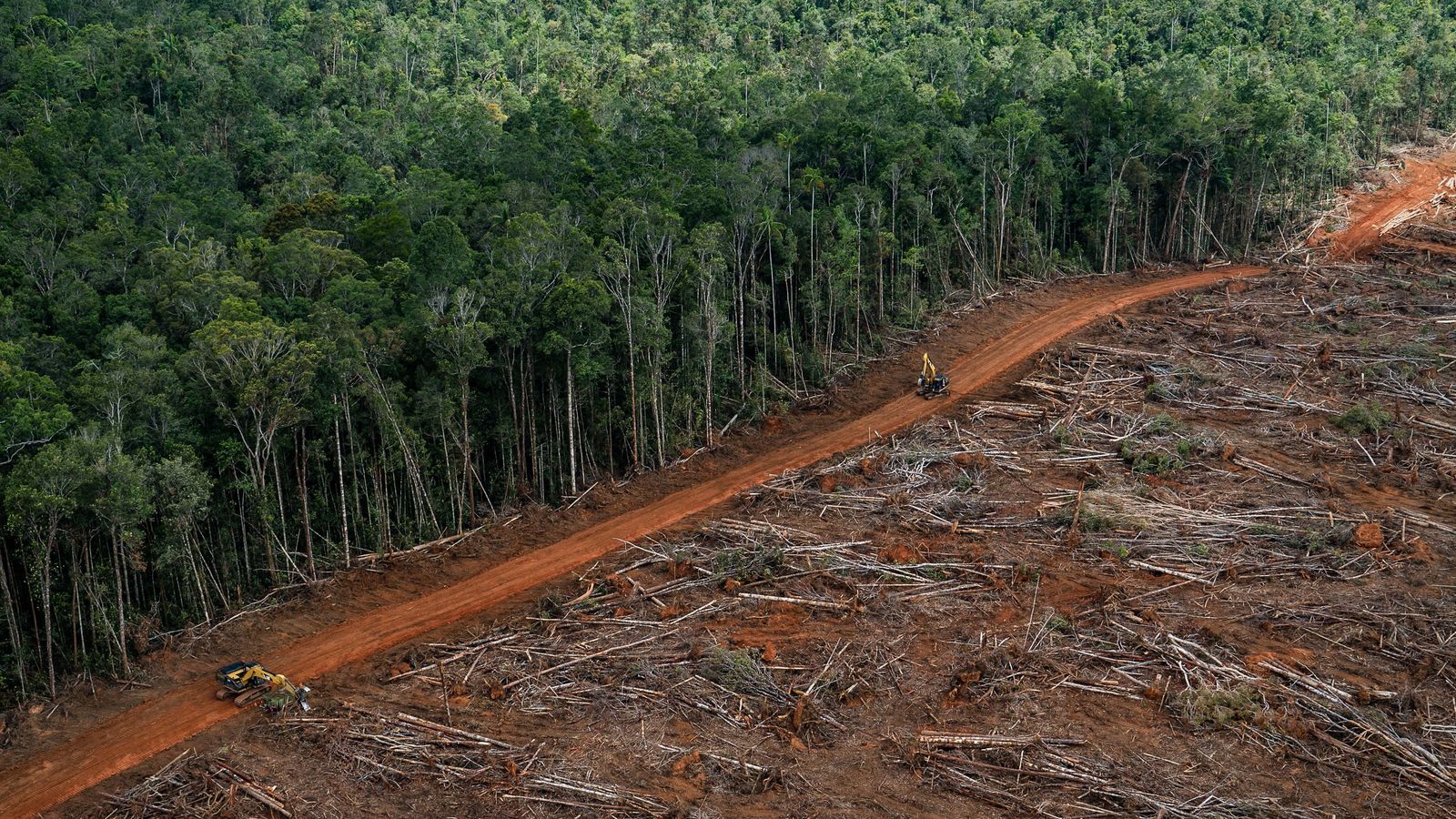 57535 Ученые выяснили, как демократические выборы угрожают тропическим лесам