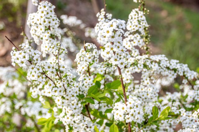 Белоснежный цветник — как создать великолепный сад в одном цвете?