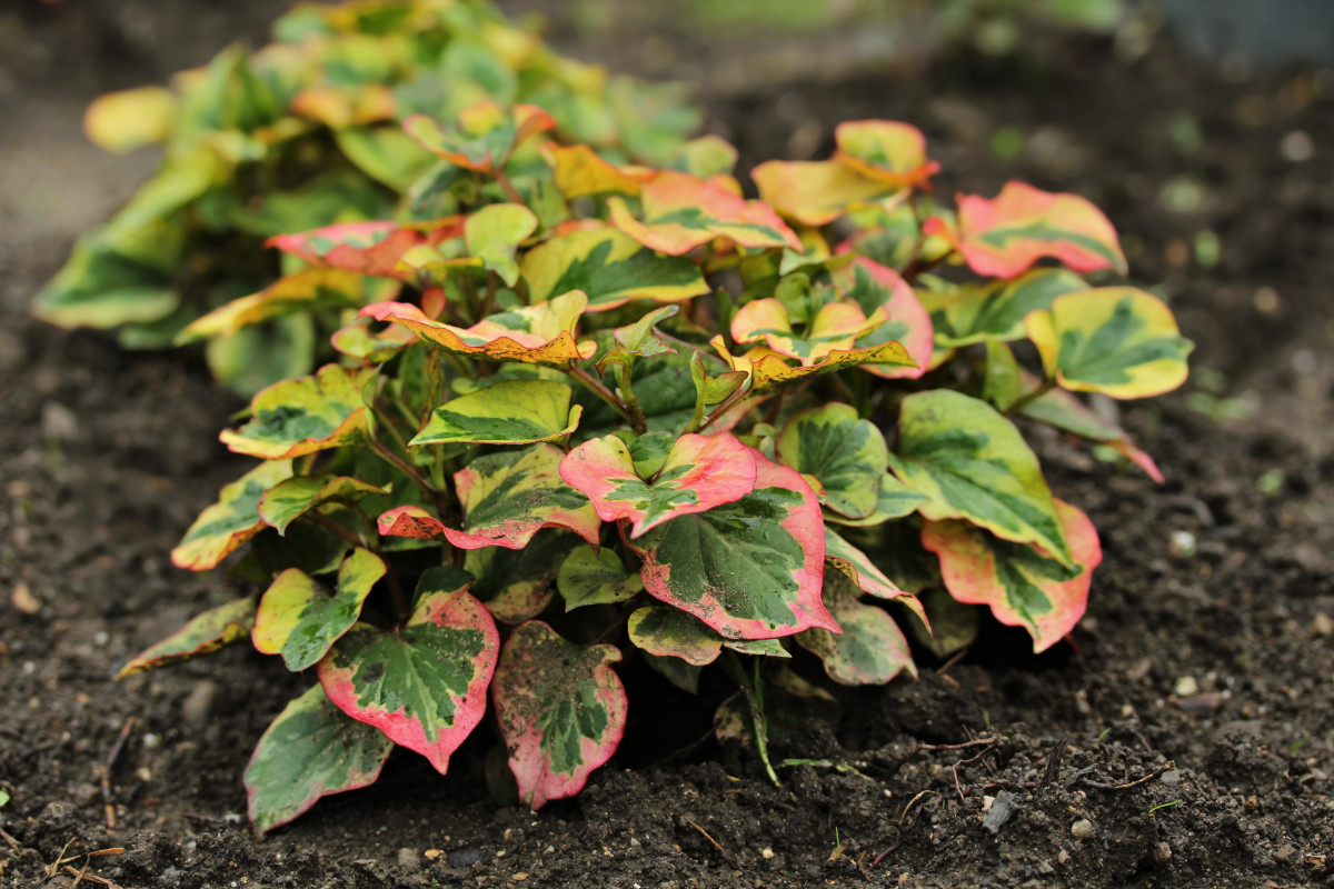 Хаутюния фото. Houttuynia cordata 'Chameleon'. Хауттюйния хамелеон. Хауттюйния сердцевидная. Хауттюйния сердцевидная Chameleon.