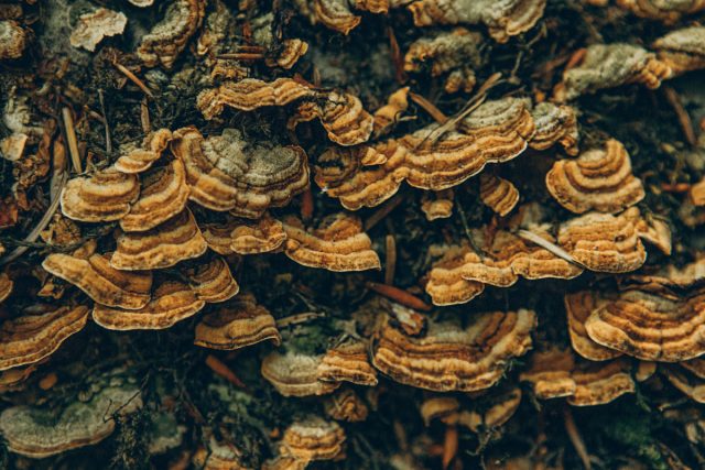 Наличие грибков на нездоровом дереве может указывать на то, что ствол гниет, обеспечивая среду для роста грибов.