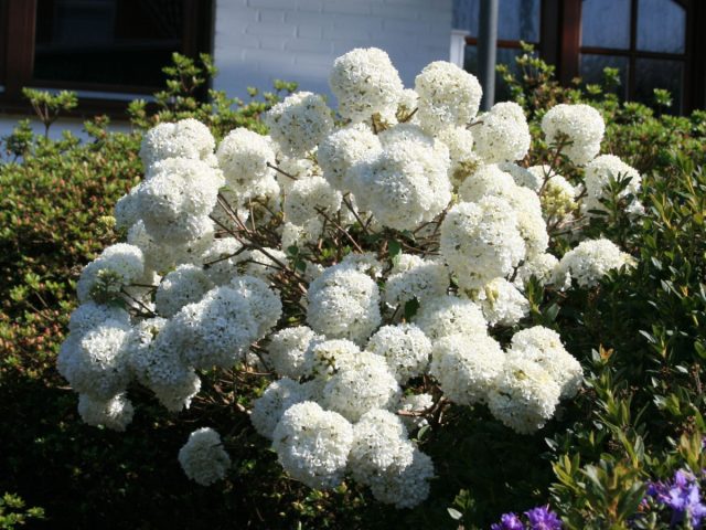 Изящества саду добавят эффектные сферы чисто-белых цветов калины обыкновенной сорта «Эскимо» (Viburnum opulus ‘Eskimo’)