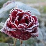 61181 5 морозостойких роз для северных садов