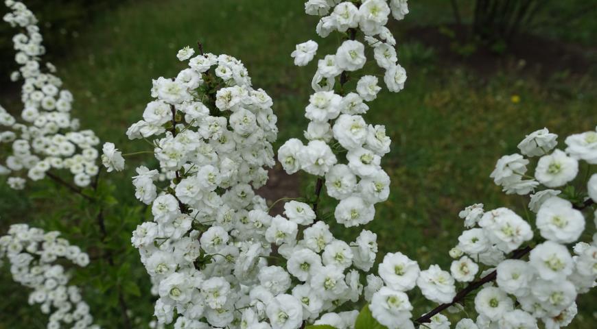 Спирея сливолистная (Spiraea prunifolia) Plena