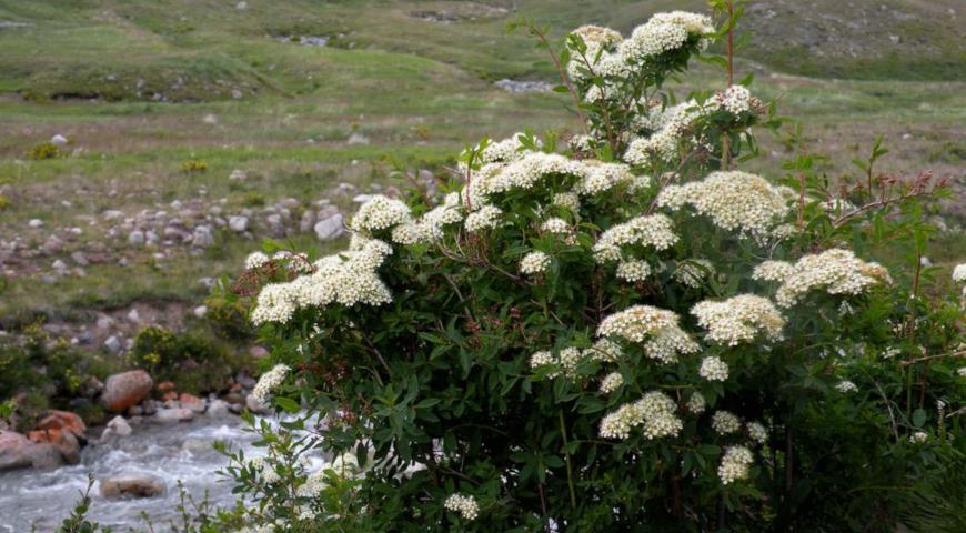 Спирея альпийская (Spiraea alpina)