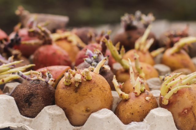 Готовим картофель к посадке — всё для идеального урожая