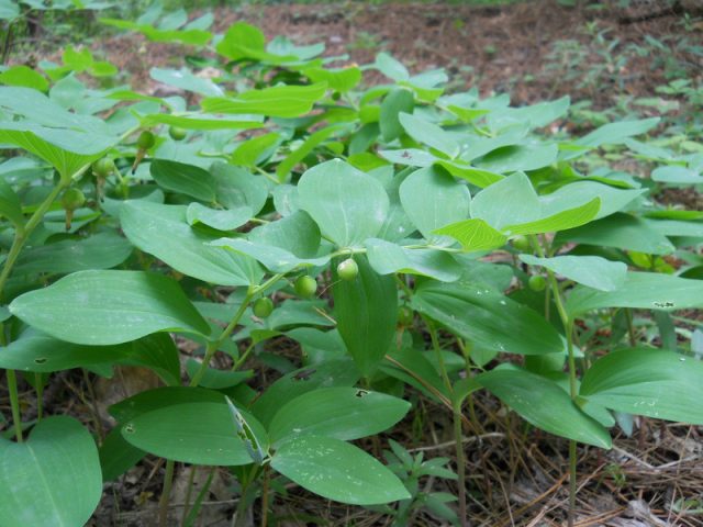 По европейской части России южнее средней полосы распространены купена широколистная (Рolygonatum latifolium) с более округлыми листиками