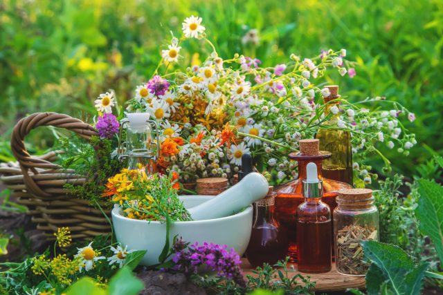 Лекарственные травы в саду — создаем аптекарский огород