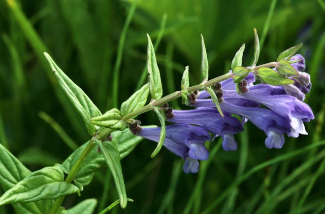 Шлемник байкальский – многолетнее растение, высотой до 60 см. Цветет шлемник фиолетовыми цветками, поэтому нередко используется и как число декоративная культура