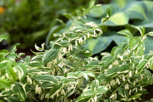 Гибридный сорт «Стриатум» (Polygonatum falcatum 'Striatum') щеголяет невероятно броскими бело-зелёными листьями.
