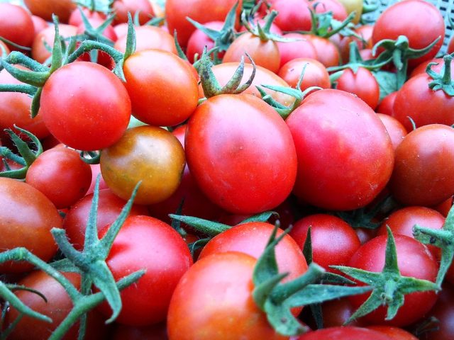 После укоренения рассады на постоянном месте, некоторые сорта помидоров могут дать ароматные, твердые плоды даже в условиях сильной засухи