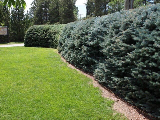 Мощные «зелёные стены» из деревьев или крупных лиан не только примут на себя значительное количество выхлопов, но и снизят уровень шума