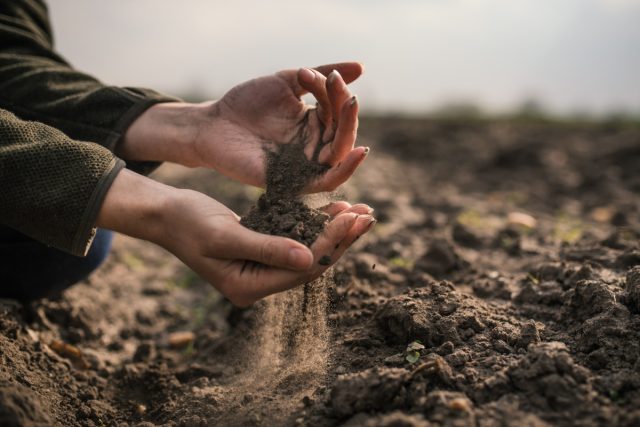 Как справиться с песчаной почвой? Надежные методы по улучшению грунта