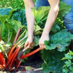 63645 Многолетние овощи — стабильный урожай каждый год