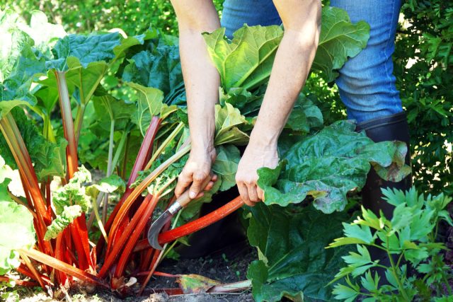 63645 Многолетние овощи — стабильный урожай каждый год