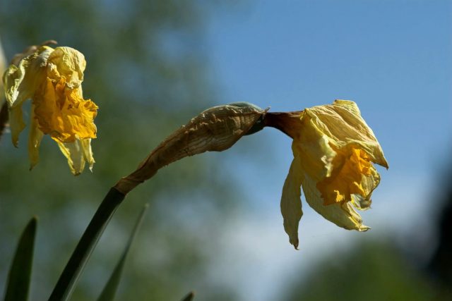 62508 Нарциссы отцвели — пошаговый уход для пышного цветения в следующем году