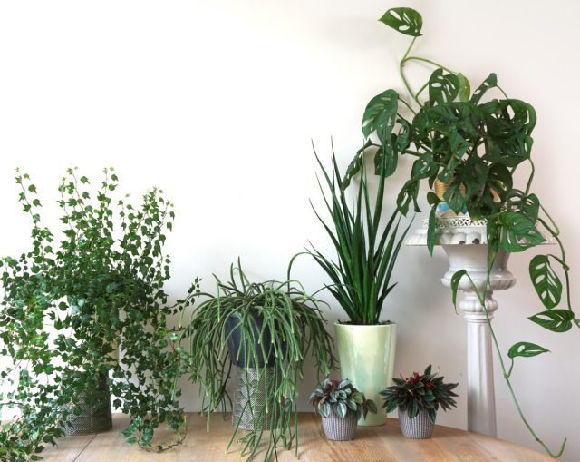 Вертикальный сад дома: 14 лиан и ампельных растений для квартиры