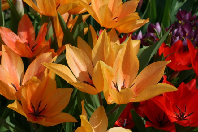 Тюльпан многоцветковый «Шоган» ('Shogun')