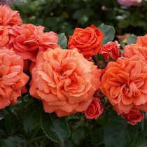 Роза «Оранжери» ('Orangerie')