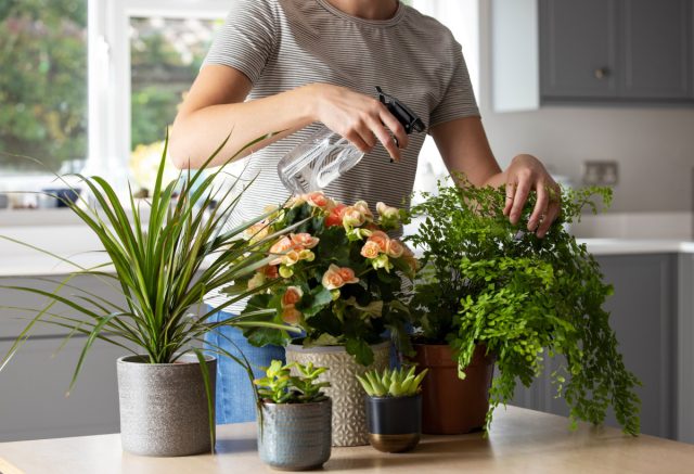 6 советов как сохранить комнатные растения, пока вы в отпуске