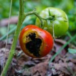65404 Спасаем урожай помидор — болезни томатов, которые испортят плоды