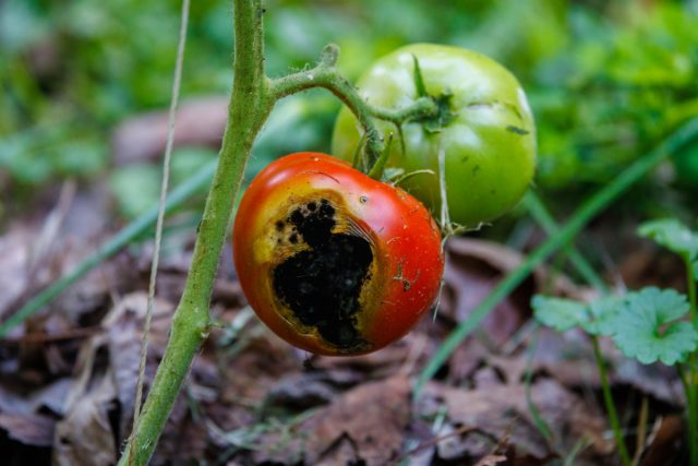 65404 Спасаем урожай помидор — болезни томатов, которые испортят плоды