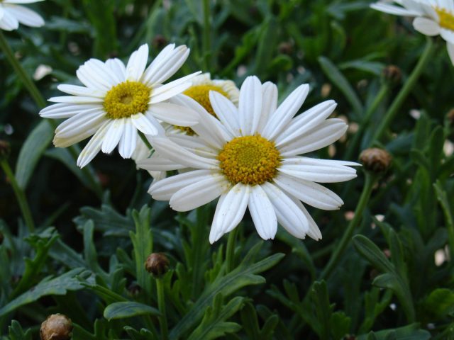 Нивяник - классический цветок, похожий на ромашку, имеет белые лепестки и большие желтые центры