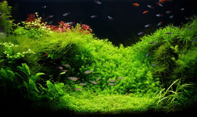 Цветник под водой — выбираем аквариумные растения