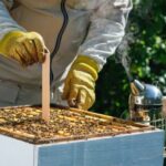 67095 Как защитить пчёл от паразитов — обработка пасеки в конце лета