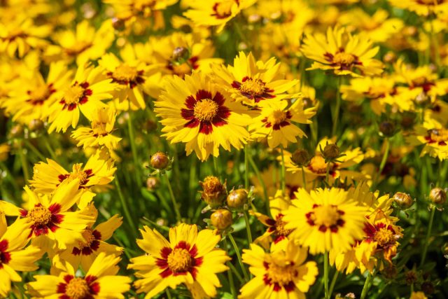 Желтые цветы кореопсиса имеют длительный период цветения до середины лета