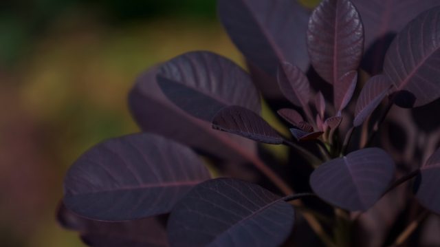 67282 Посадите фиолетовые растения — таинственная изюминка в дизайне сада