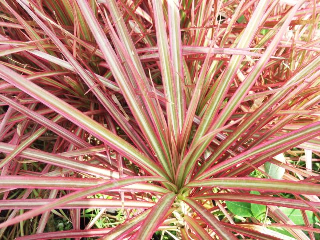 Драцена маргината «Колорама» - вечнозеленое растение с направленными вверх полосатыми листьями зелено-розового оттенка.