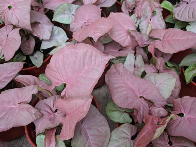 Сингониум  «Неон Робуста». У сингониума приятная сердцевидная листва светло-зеленых и пыльно-розовых оттенков с ярко-розовыми прожилками.