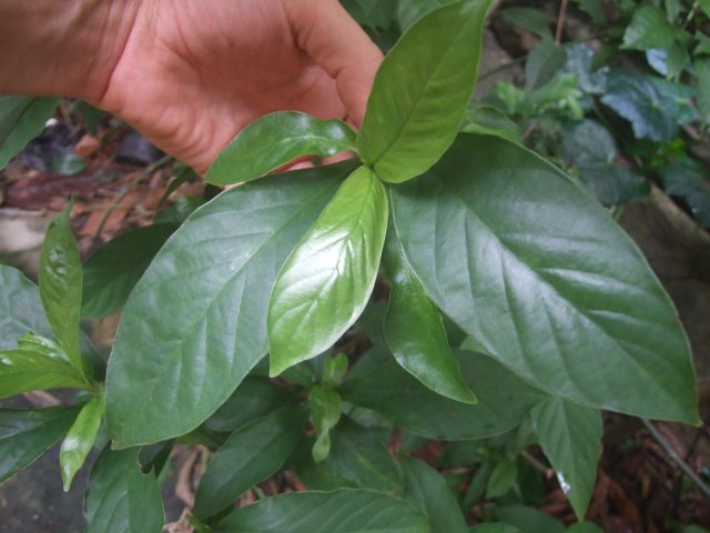 Психотрия зеленая (Psychotria viridis)